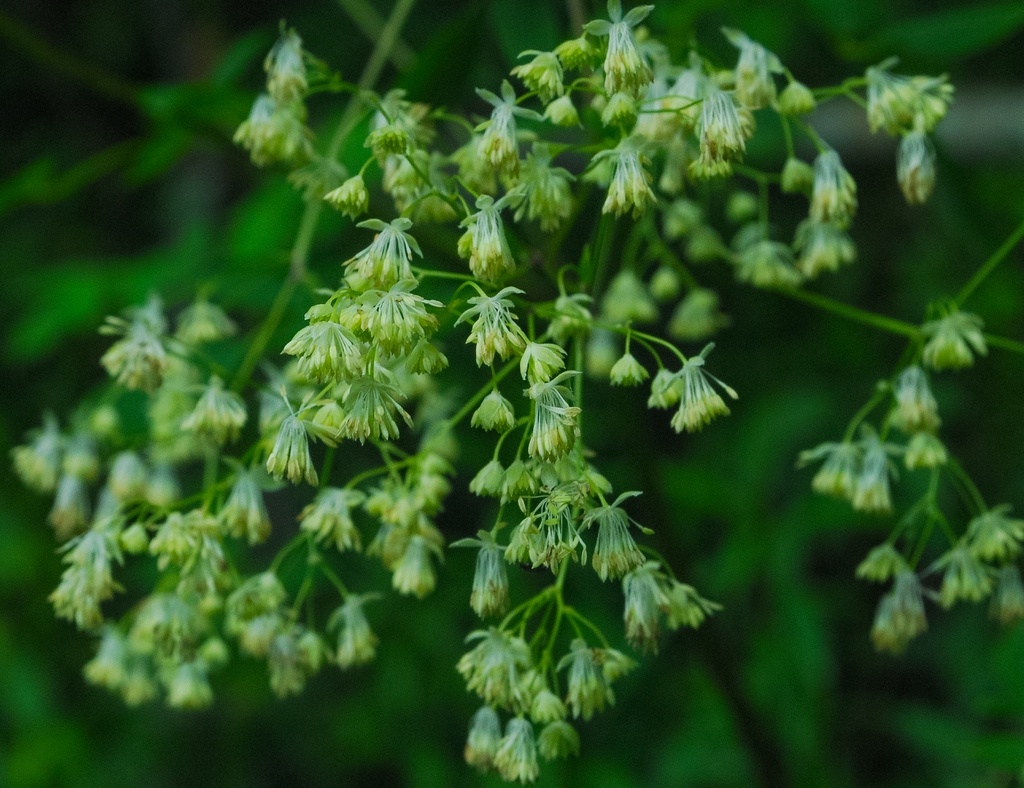 Thalictrum dasycarpum
