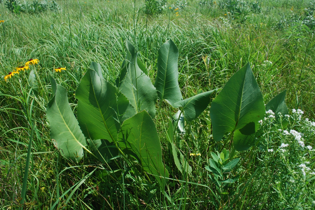 Silphium terebinthinaceum