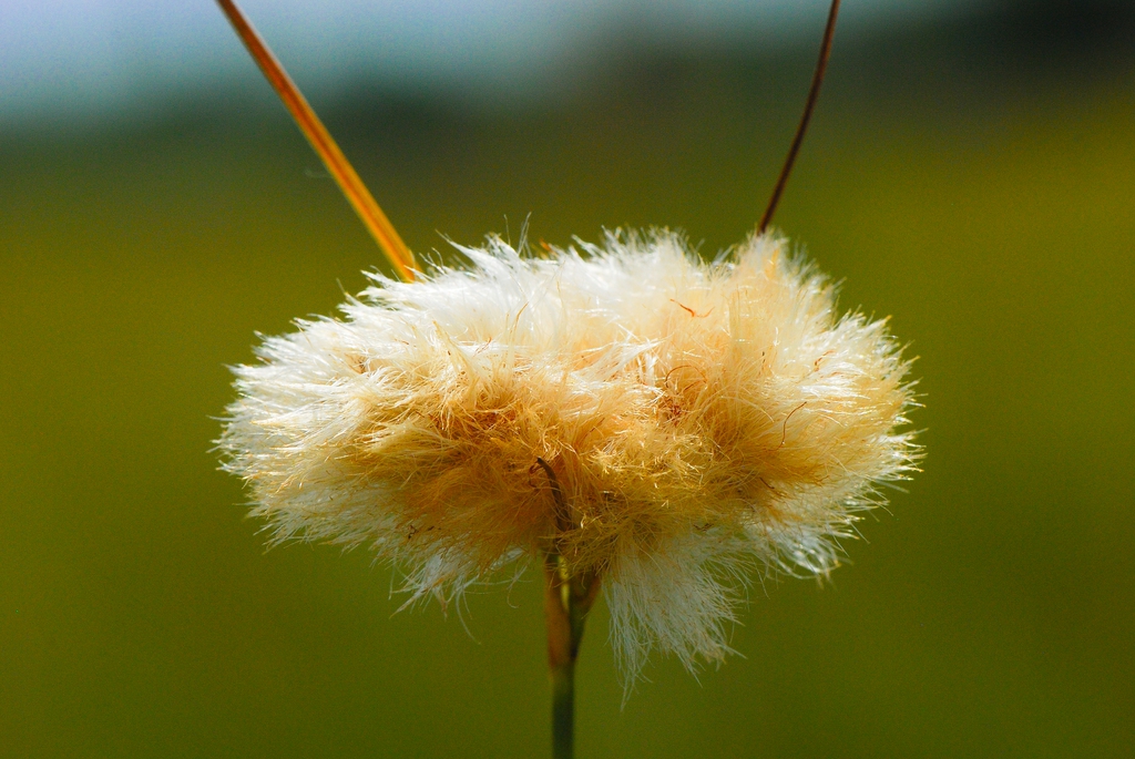 Cotton Grass