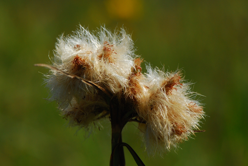 Tawny Cottongrasss