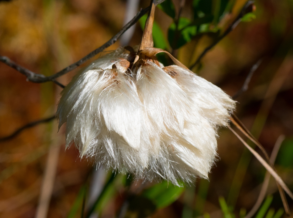 Tawny Cottongrasss