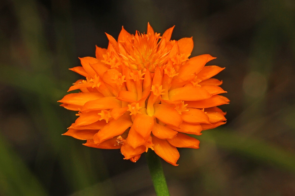Inflorescence of bright orange flowers.