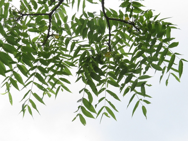Juglans nigra