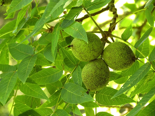Juglans nigra