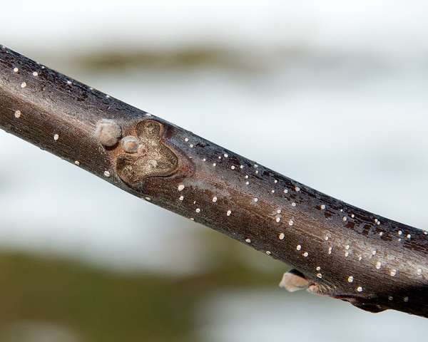 Juglans nigra