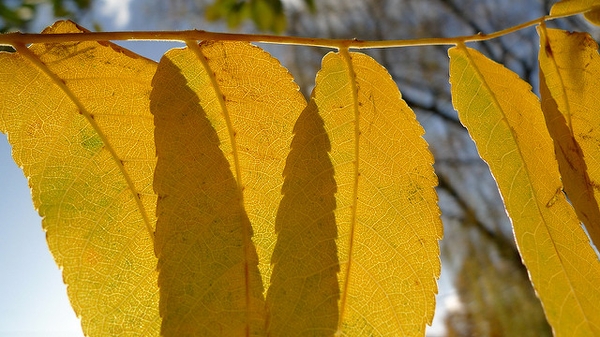 Juglans nigra