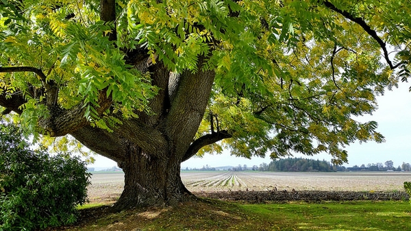 Juglans nigra