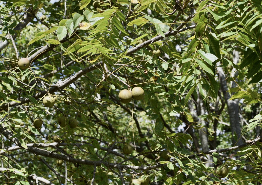 Juglans nigra