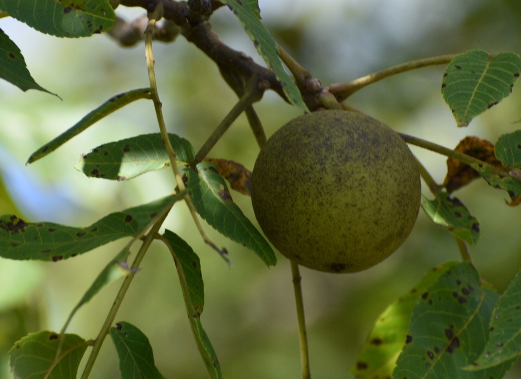 Juglans nigra