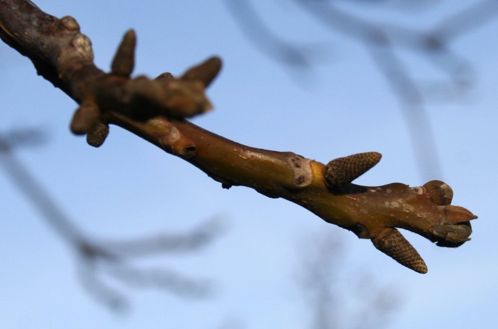 Stem and buds