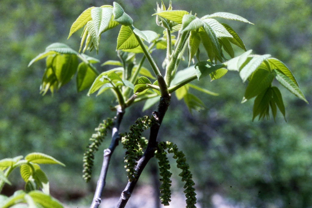 Male catkins