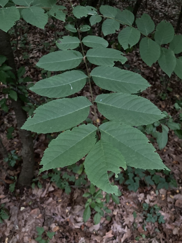 Compound leaf with 13 leaflets