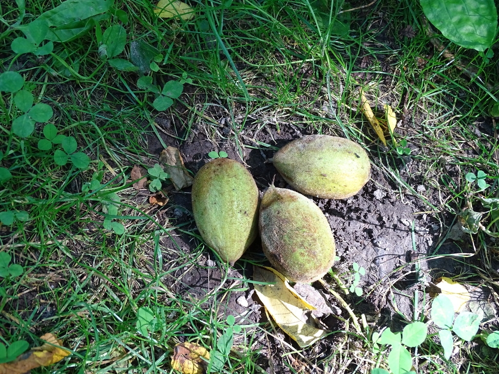 Greenish oval nuts
