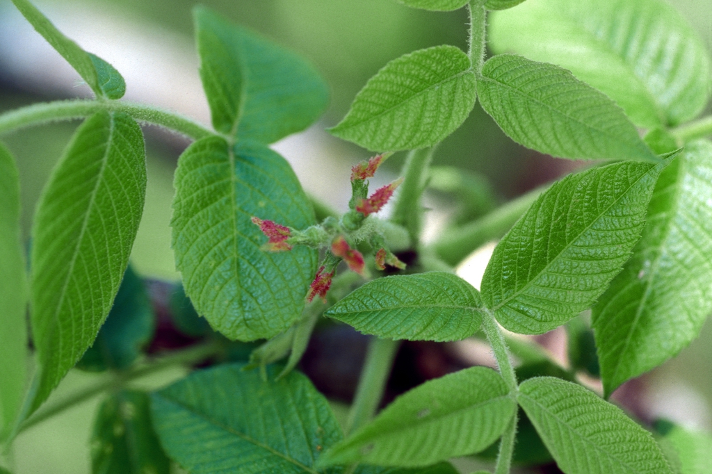 Female flowers