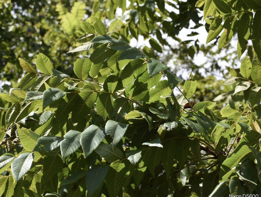 Juglans nigra