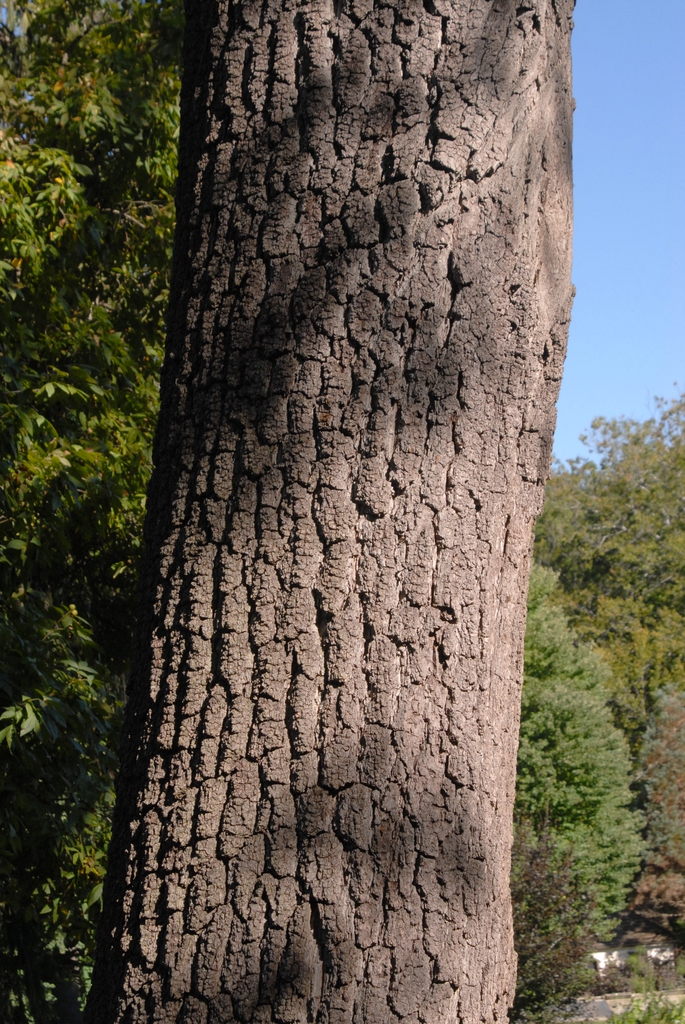 Juglans nigra