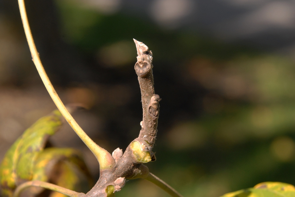 Juglans nigra