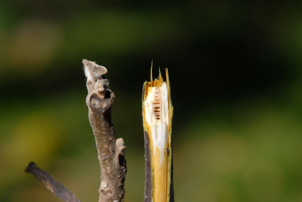 Juglans nigra