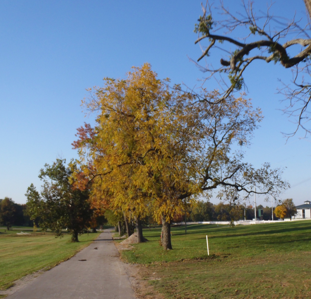 Juglans nigra
