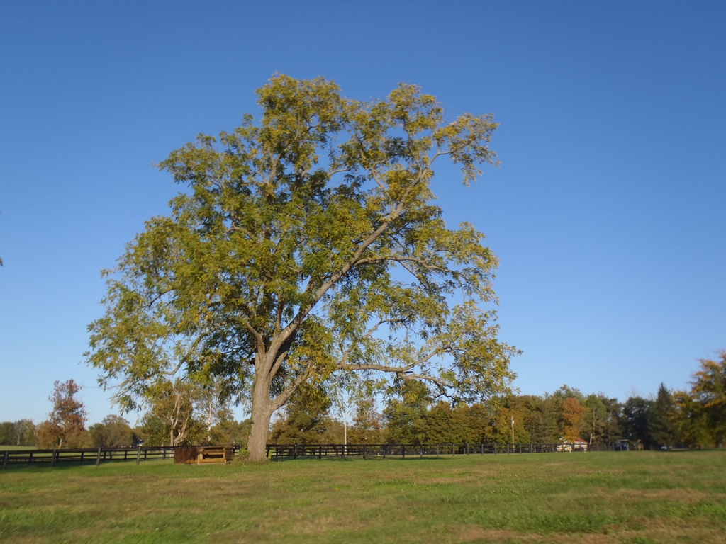 Juglans nigra