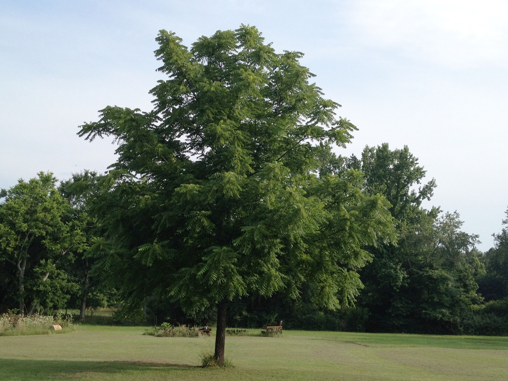 Juglans nigra