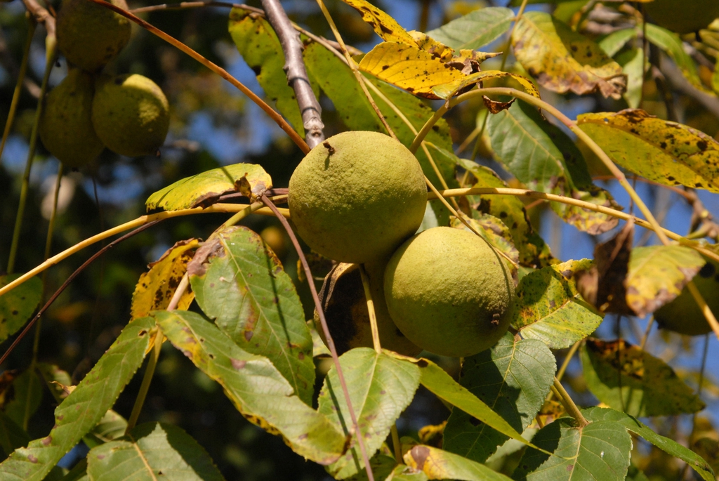 Juglans nigra