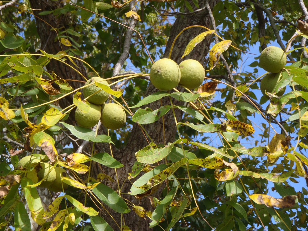 Juglans nigra