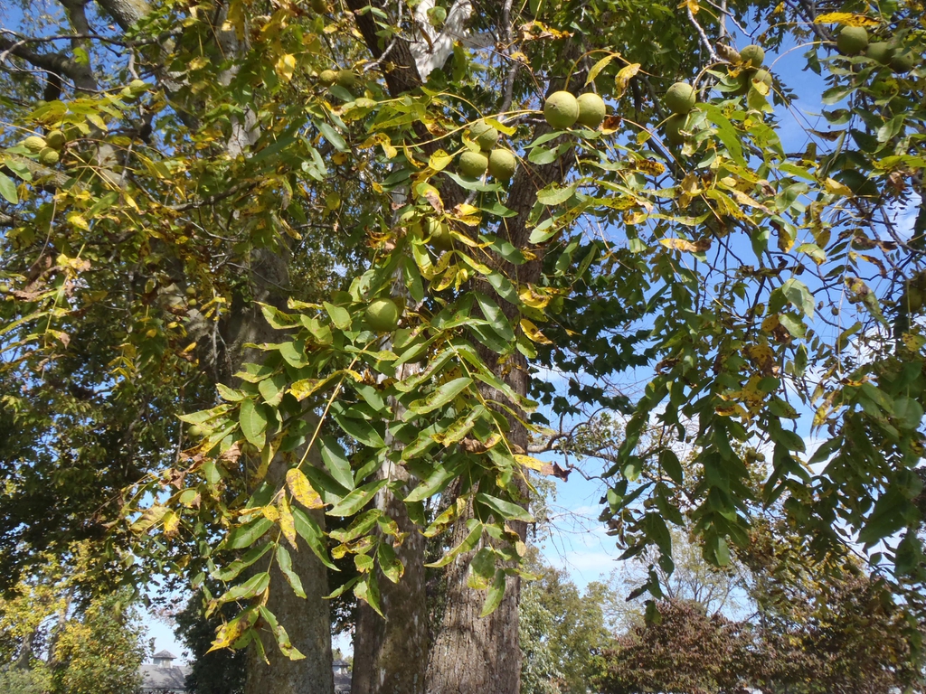 Juglans nigra