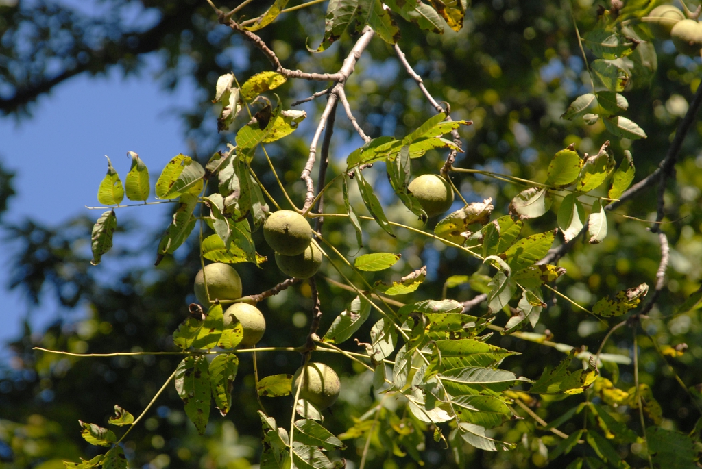 Juglans nigra