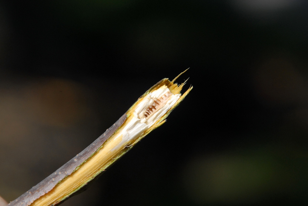 Juglans nigra