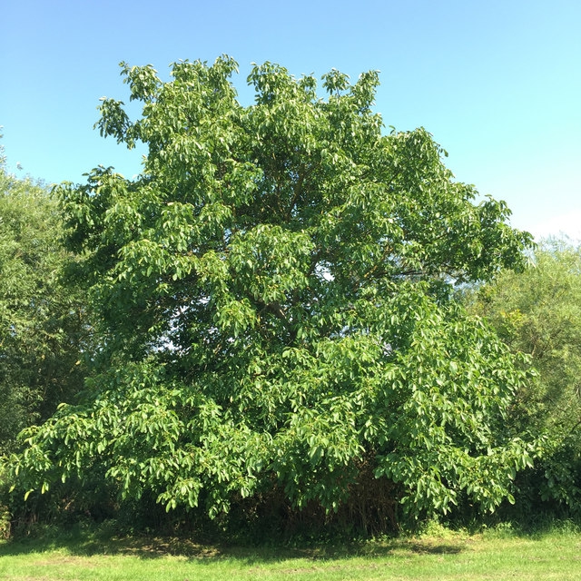 Form