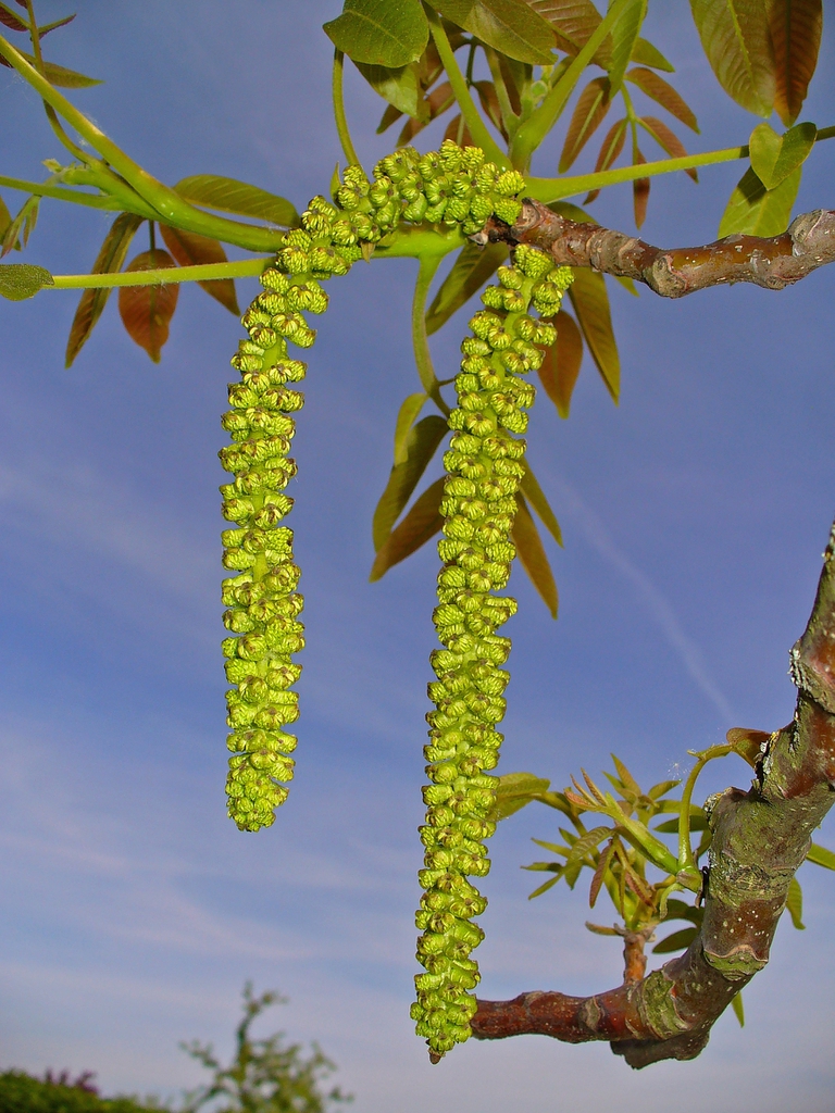 Male flowers