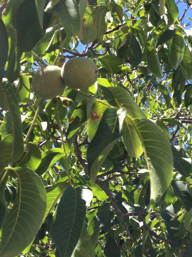 Fruit and leaves