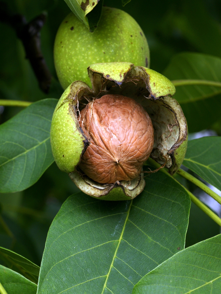 Fruits
