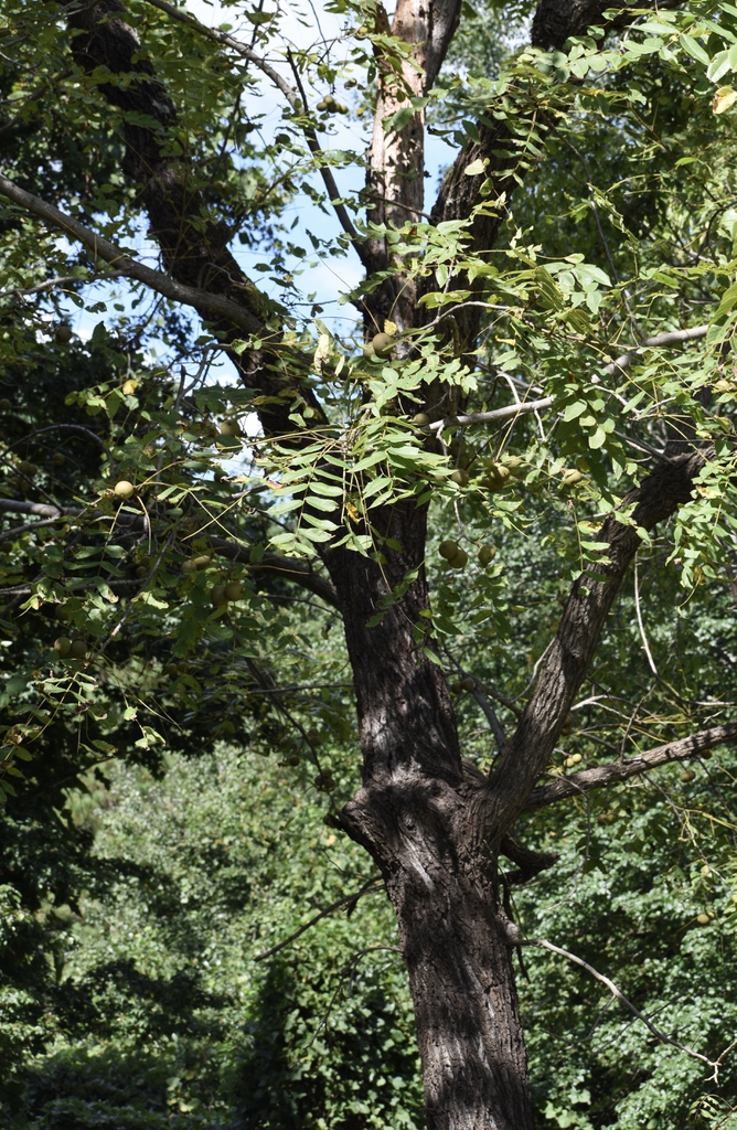 Juglans nigra