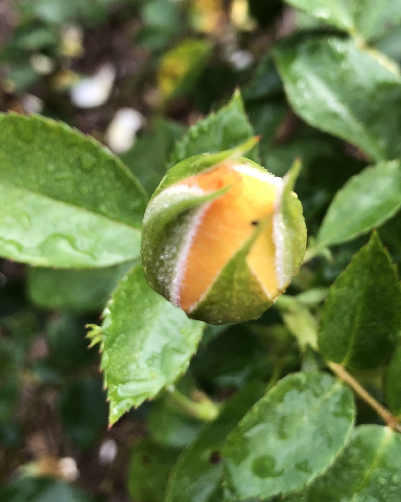 Closed yellow flower bud