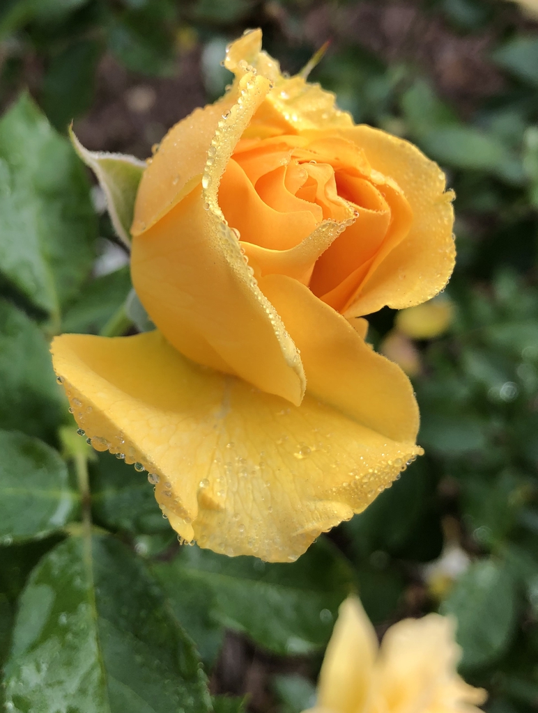 Opening bud of a yellow double rose