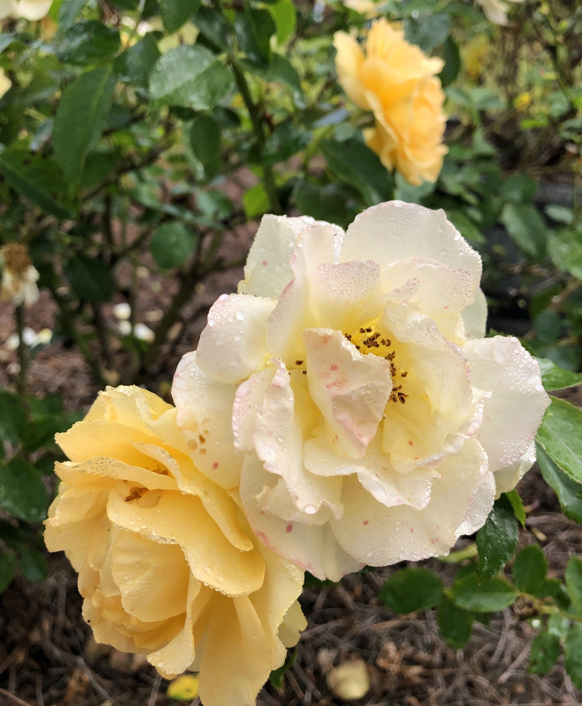 Yellow flower and one fading to light yellow with age