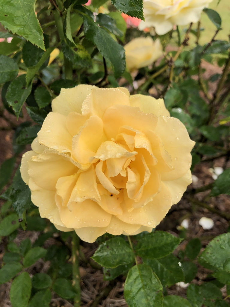Flower detail of a double yellow flower