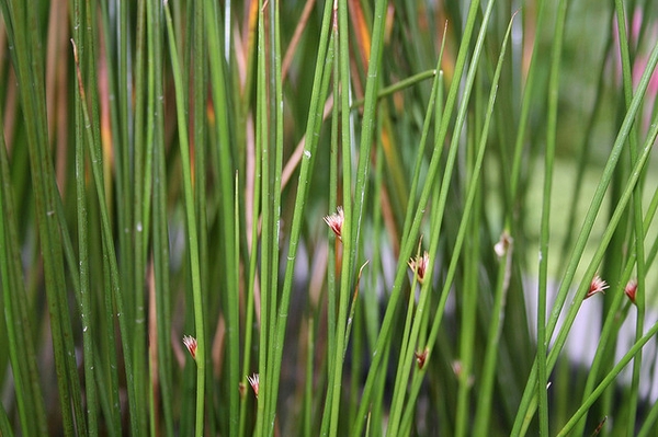 Juncus effusus