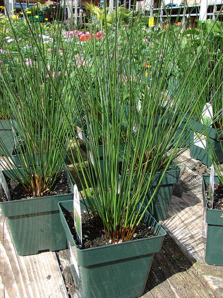 Juncus effusus