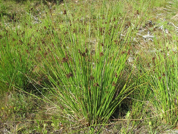 Juncus effusus