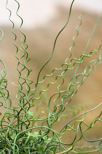 Green, corkscrew stems, like green florist's wire.