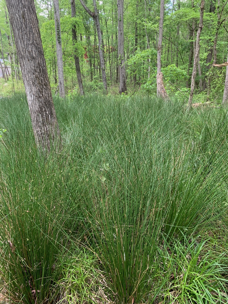 forest in spring, Union County, NC