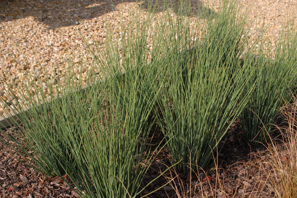 Juncus tenuis