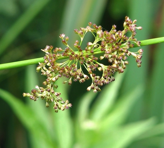 Flowers of J. effusus