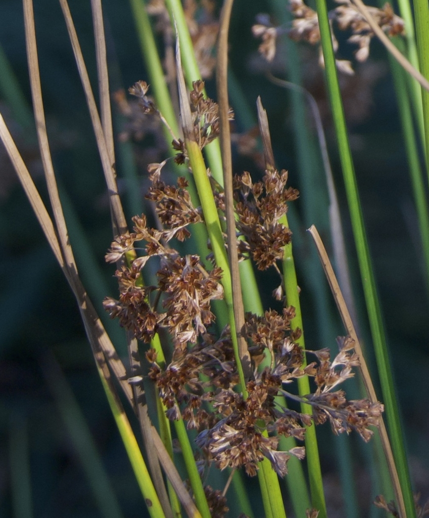 Upright cylindrical, bright green stems with brown flowers