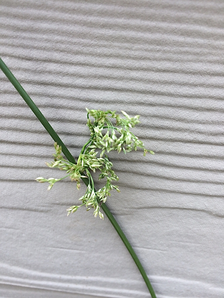 Close-up of a cluster of small, greenish flowers. Not attractive