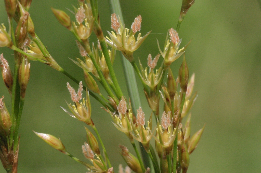 Flowers in June