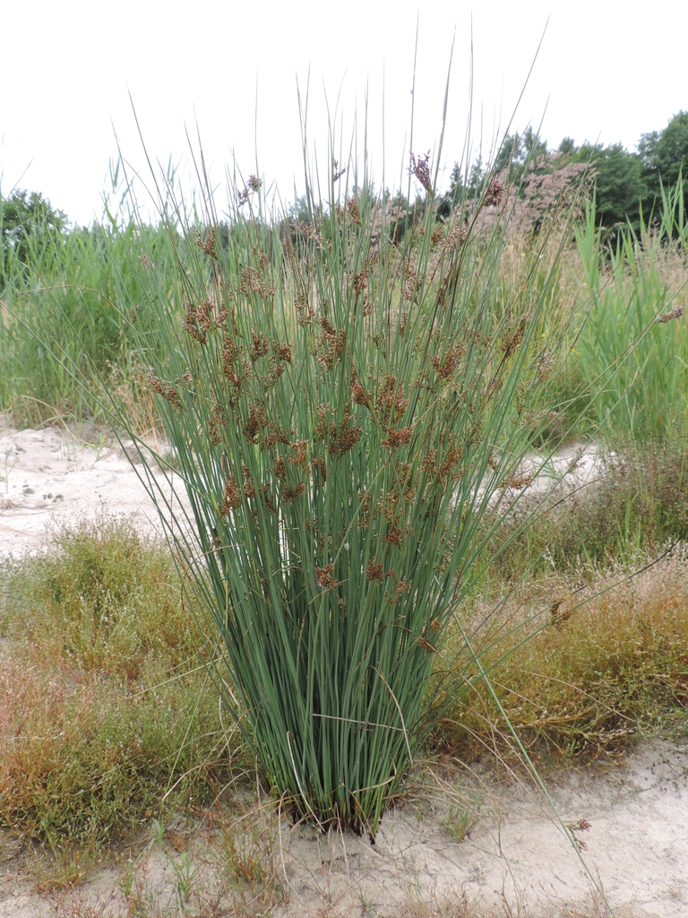 Form